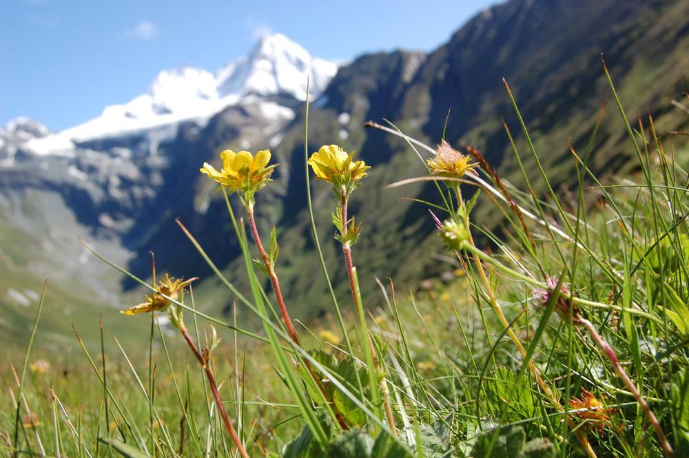 Islitzer Appartamento Hollersbach im Pinzgau